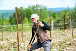 Winemaker in the wines