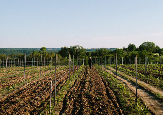 vineyard row
