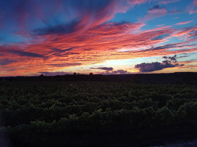 vineyard sunset
