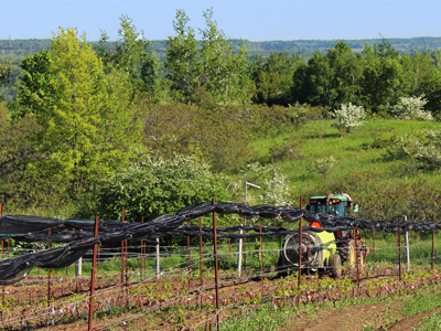 tractor in the vineyard