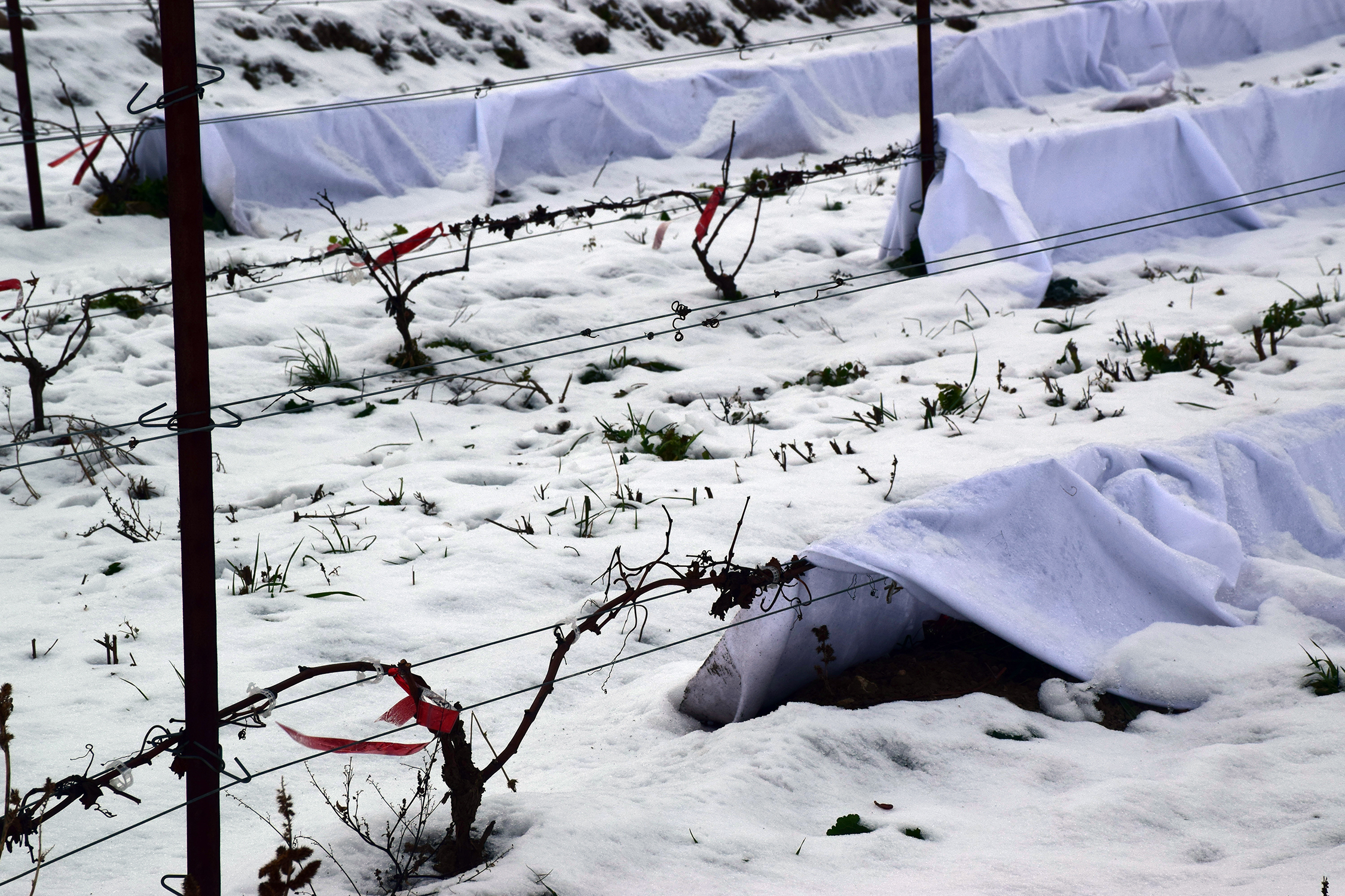 vineyard view in the winter