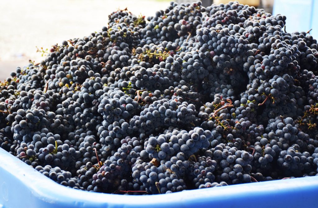 purple grapes at Adamo Estate Winery