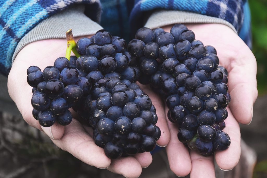 hands holding purple grapes