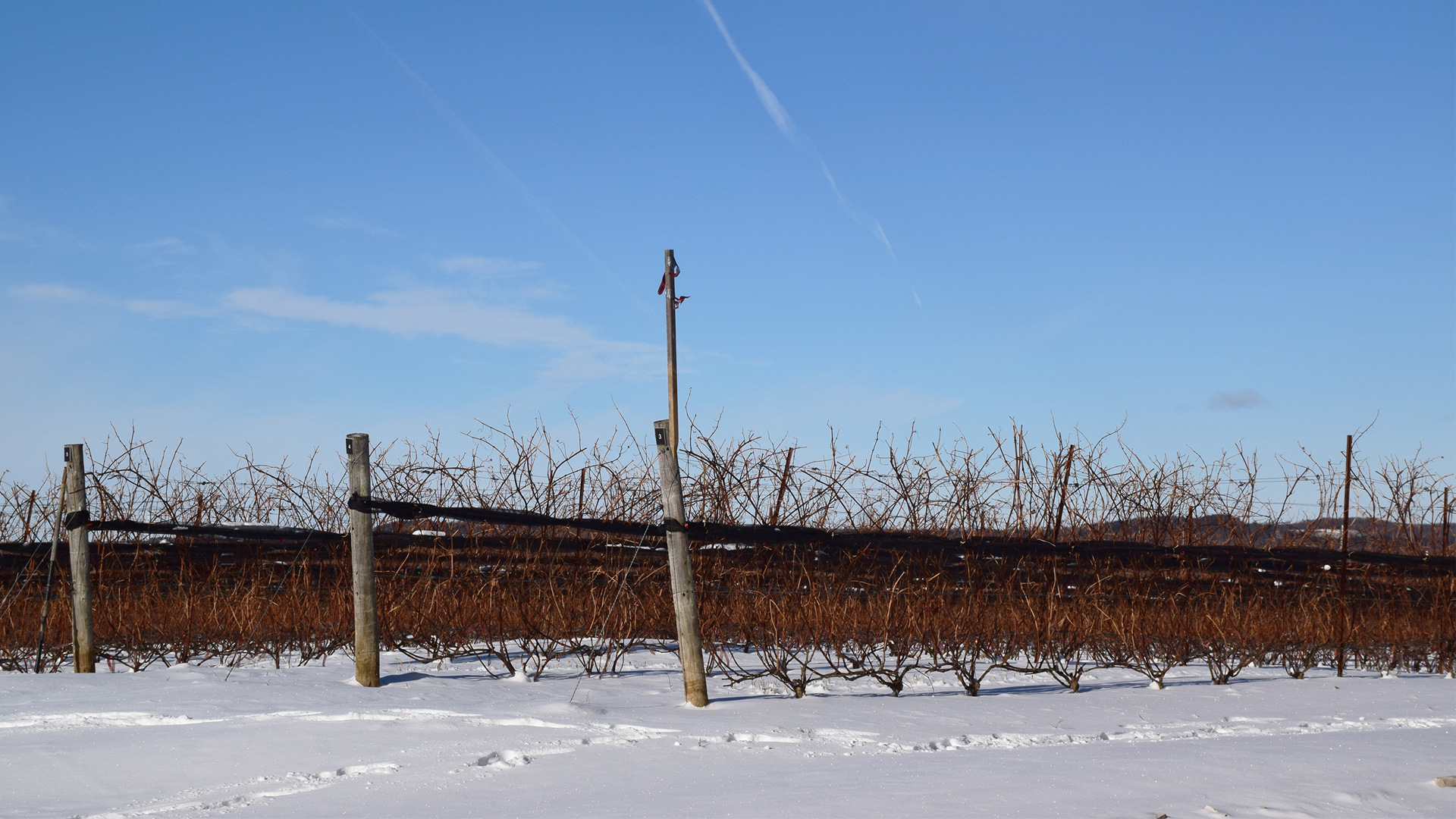 vineyard view winter