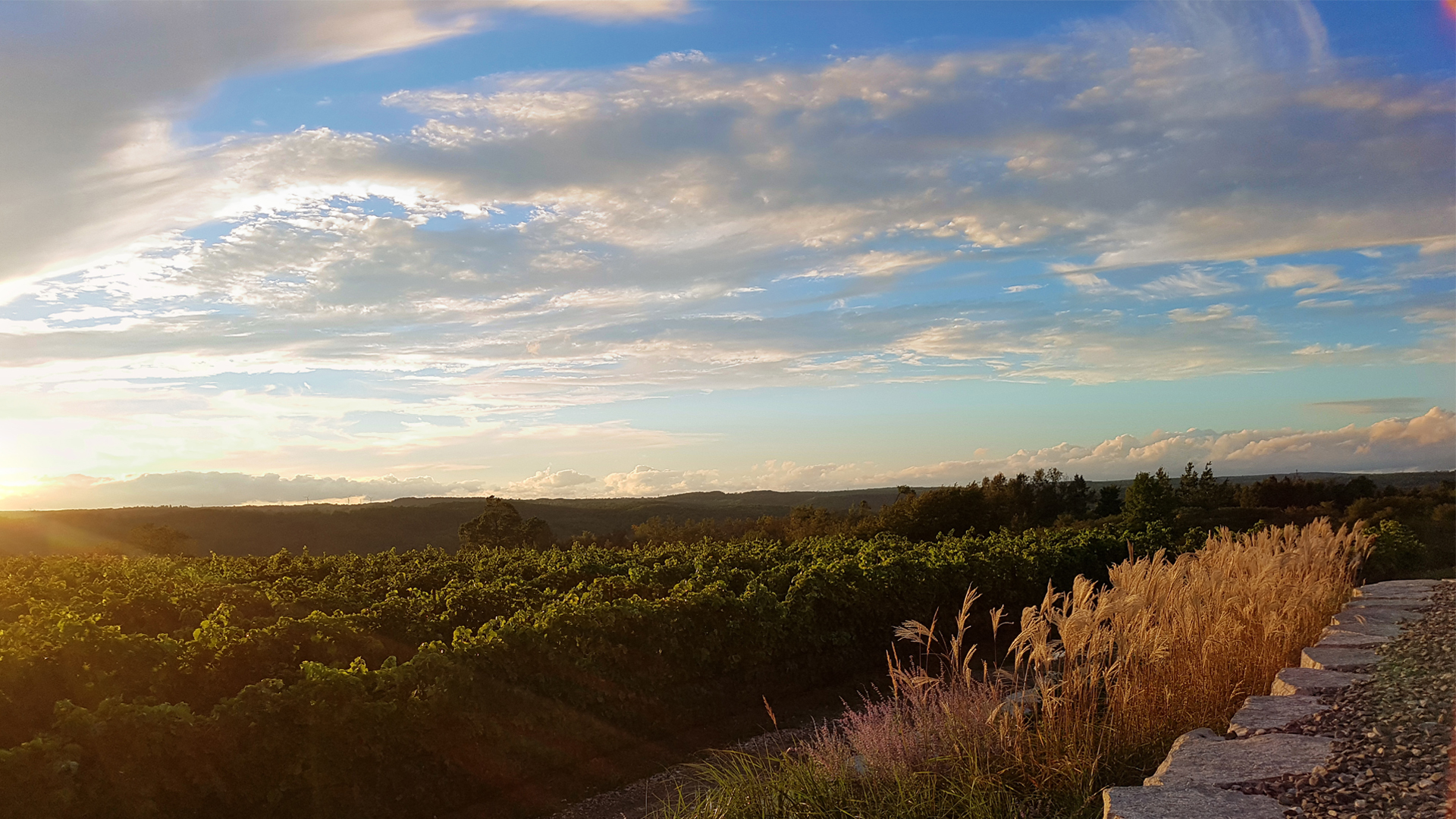 Adamo Estate Winery vineyard summer view