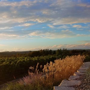 Adamo Estate Winery vineyard summer view