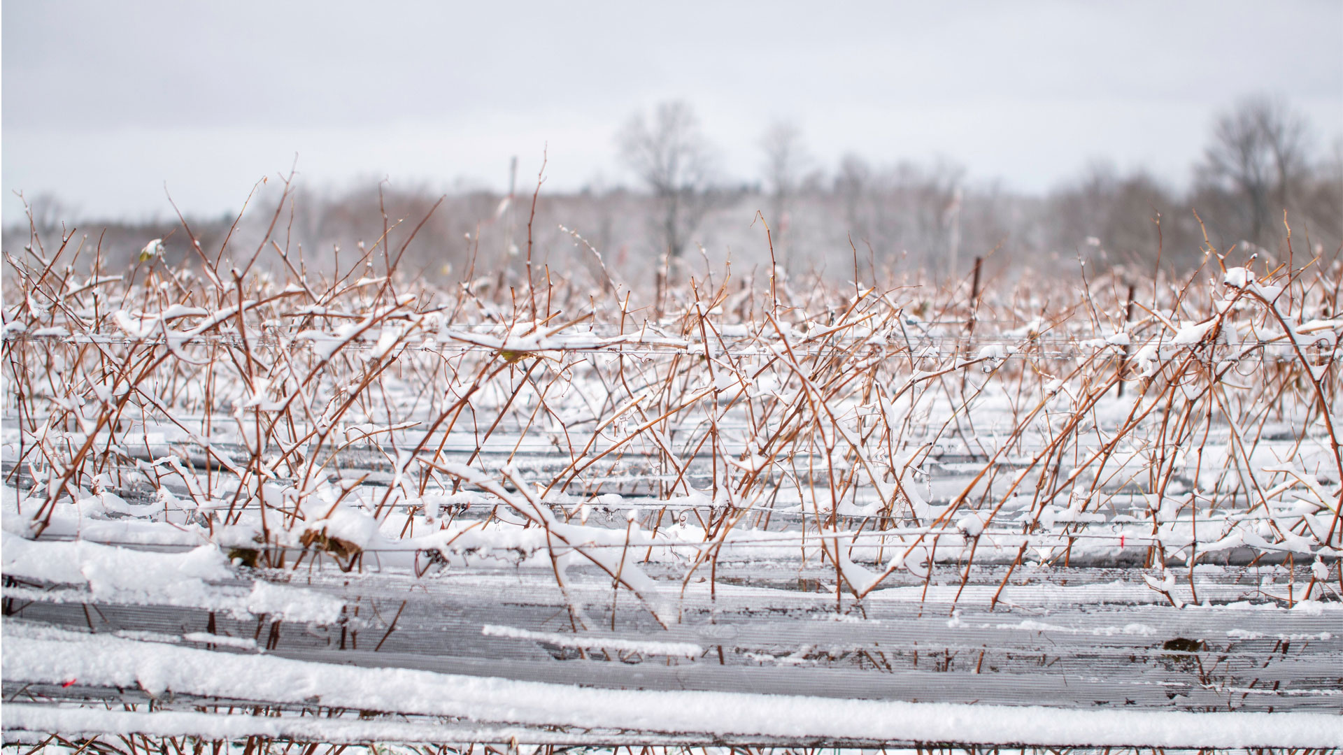 snow covered vines