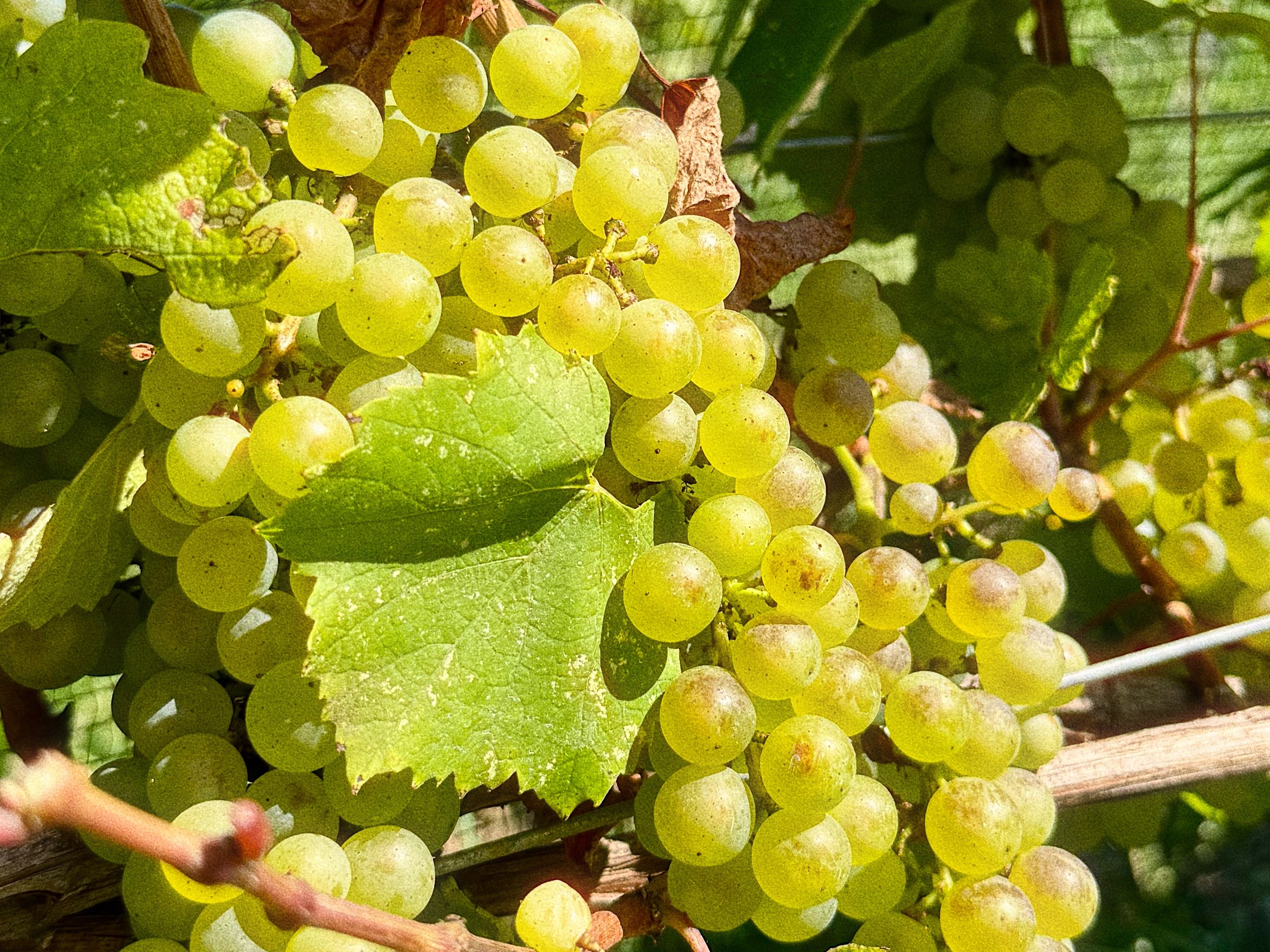 Chardonnay Vine