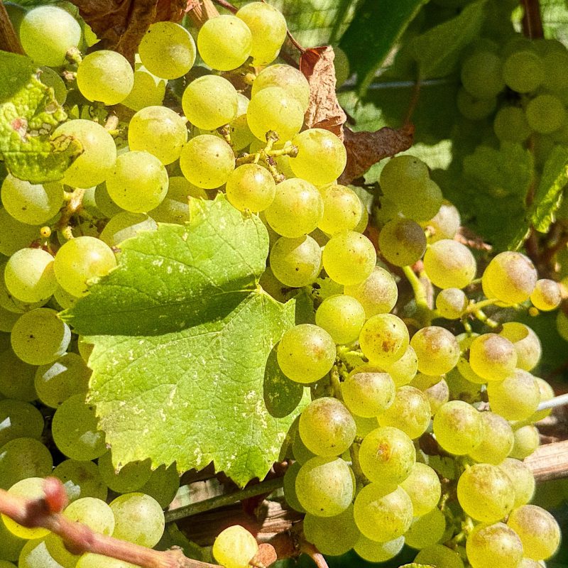 Chardonnay Vine